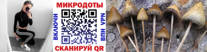 Купить где  Нефтеюганск  Галлюциногенные грибы Cubensis 